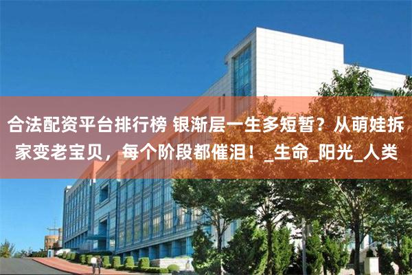 合法配资平台排行榜 银渐层一生多短暂?从萌娃拆家变老宝贝,每个阶段都催泪!_生命_阳光_人类